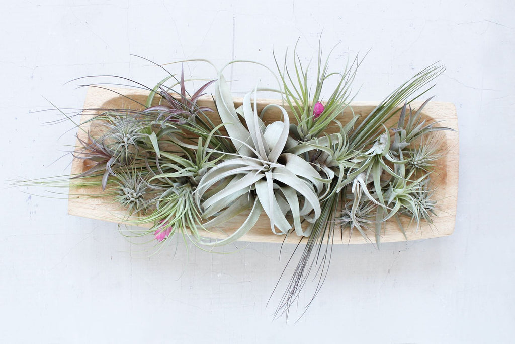 Air Plants - Watering, Light & Happy Situations